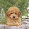 Toy poodle male puppy for sale