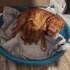 Dogue de Bordeaux puppies 