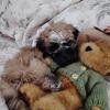 Teddy Bear-Teddy Discount 