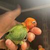 Baby’s lovebirds. 