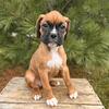 Stunning AKC Boxer puppies!!!!