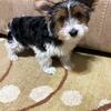 Male Yorkie Puppy