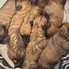 Southern Ohio Boerboels 