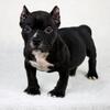 Micro/pocket American Bully Puppies