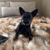 Stud Male Chihuahua, Black, very small