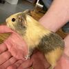 Guinea pig babies