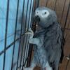 African Grey 