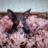Sphynx, Elf, Bambino kittens available