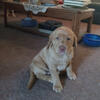 Akc lab puppies 