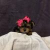 Tiny Yorkshire Terriers