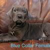 ICCF Cane Corso Puppies ready in Southern MD