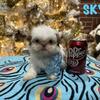 Tea-cup shih-tzu puppies