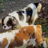 Cavalier King Charles Spaniel Breeding Trio