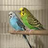 Parakeet Bonded Pair