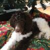 "BOOKER" ST POODLE - 4 Stud. YUP!- HE''S THAT GOOD! 513xxxx216xxxx 2326 * COLORS* Therapy