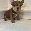 American Micro Bully pup