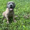 ICCF registered Cane Corso puppies