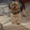 Yorkie male