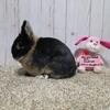 Netherland Dwarf Purebred Adults for show, breeding, pets, healthy sweet bunnies