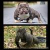 ABR Micro American Bully Puppies looking for new homes
