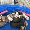Abkc Reg American Bully pups