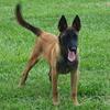 CKC Registered Pure blood Malinois puppies