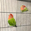 2 young peach face love birds with cage available ready to start a family