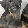 AKC Doberman Pinscher puppies