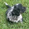 Dachshund/mini poodle Merle 