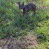 Blue adult frenchie in heat now