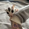 Sugar gliders