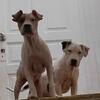 Bully/apbt mixes