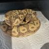 Ball python for sale 