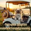Pekingese for Adoption