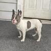 Male Carrying Fluffy Frenchie