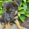 AKC German Shepherd 