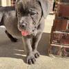 Cane Corso Puppies ICCF Registered Blue Female Blue Ivy