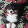 Miniature Australian Shepherd 