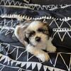 Male Shih tzu puppy