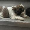 Shih tzu puppy