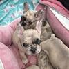 Adorable Lilac Merle French Bulldog Puppies – 6 Weeks Old!