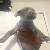 Rehoming Cane Corso Female 