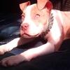 Bully female 1yr old  pup xl pup