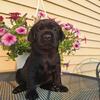 AKC English Labrador retriever puppies! Black and yellow!
