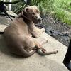 Spayed female Weimaraner mix 
