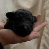 Rare AKC Champion bloodline Puli Puppies!!!