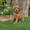 F1b Mini Goldendoodle