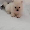 Pomeranian puppies looking for a home
