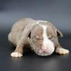 Crimson - XL American Bully - Male