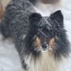 Sheltie